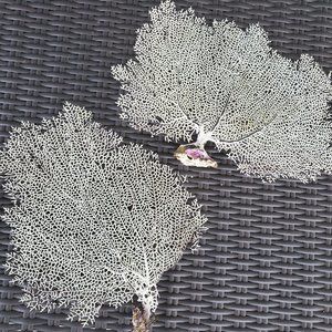 Two Natural Gorgonian Corals